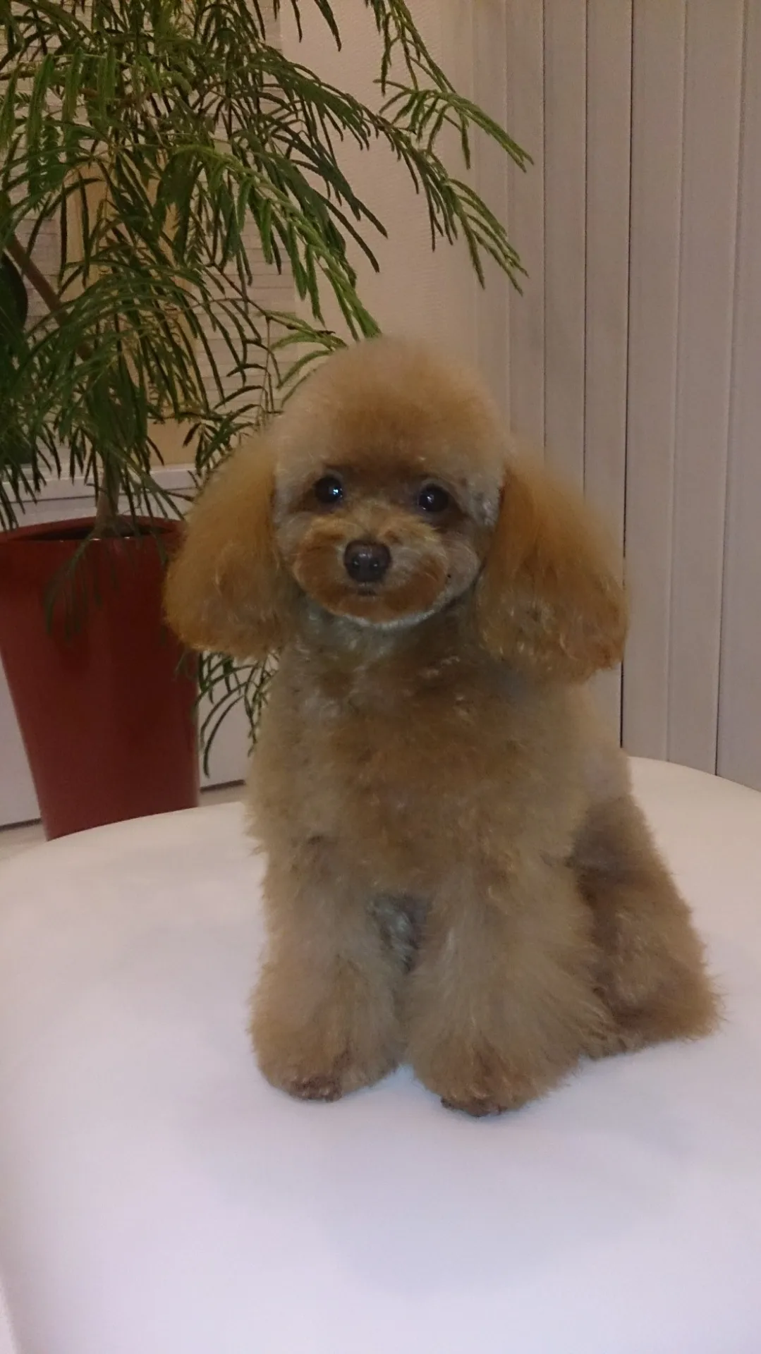 ホームページリニューアルしました!